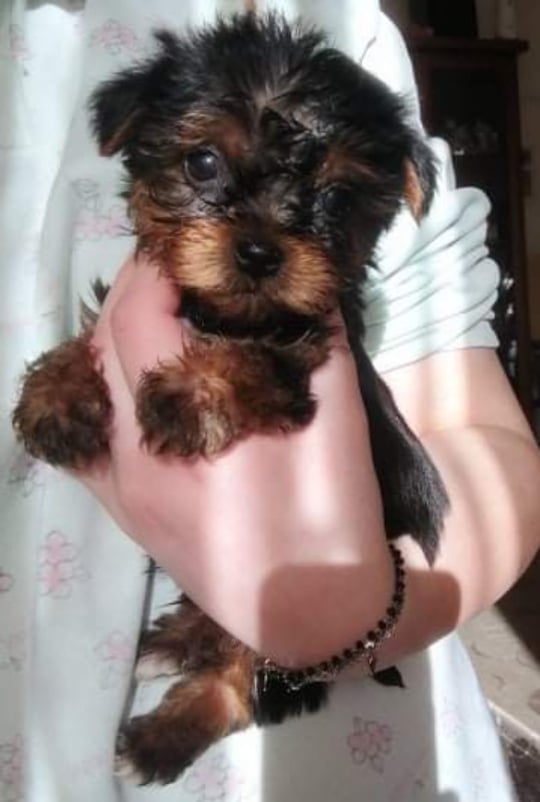 Gemelli 15 dicembre 2021 1