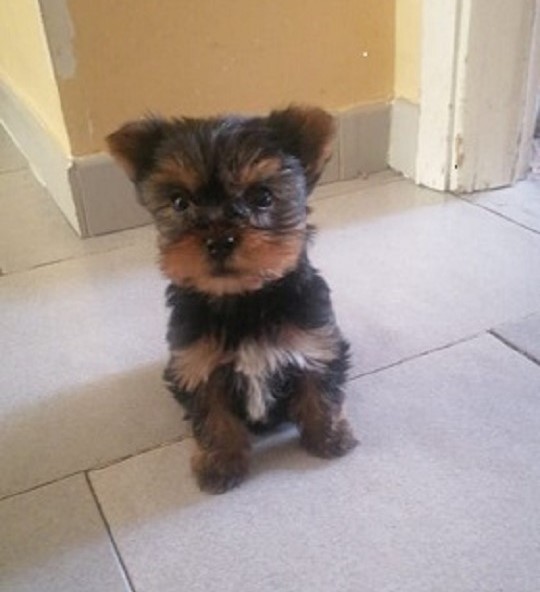 Gemelli 15 dicembre 2021